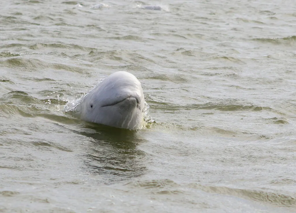 Baleia da espécie Beluga – Créditos: Charlotte Collins