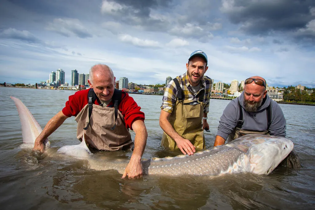 Esturjão gigante encontrado nos rios do Canadá – Créditos: Ben Wicks (Vancouver)