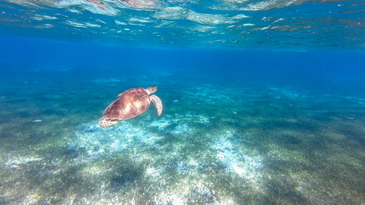 O Passeio Mais Famoso de Cozumel: El Cielo e El Cielito – Vale a Pena Mesmo?