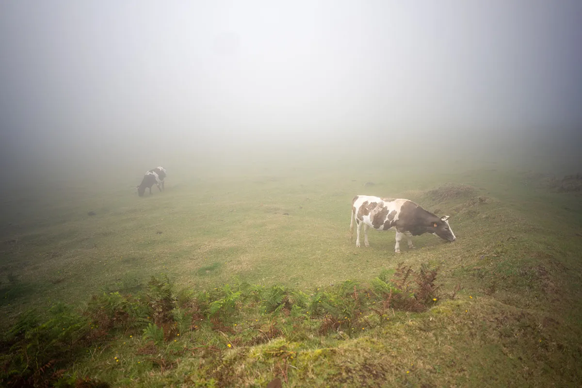 Registro da viagem: As estrelas do lugar: vacas e contos de fadas