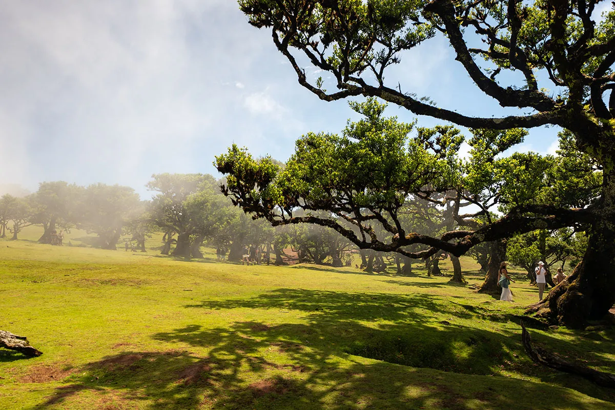 Registro da viagem: A magia do clima no Fanal