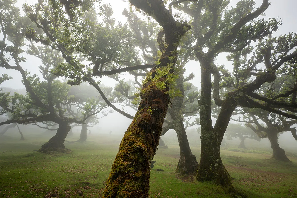 Registro da viagem: A magia do clima no Fanal