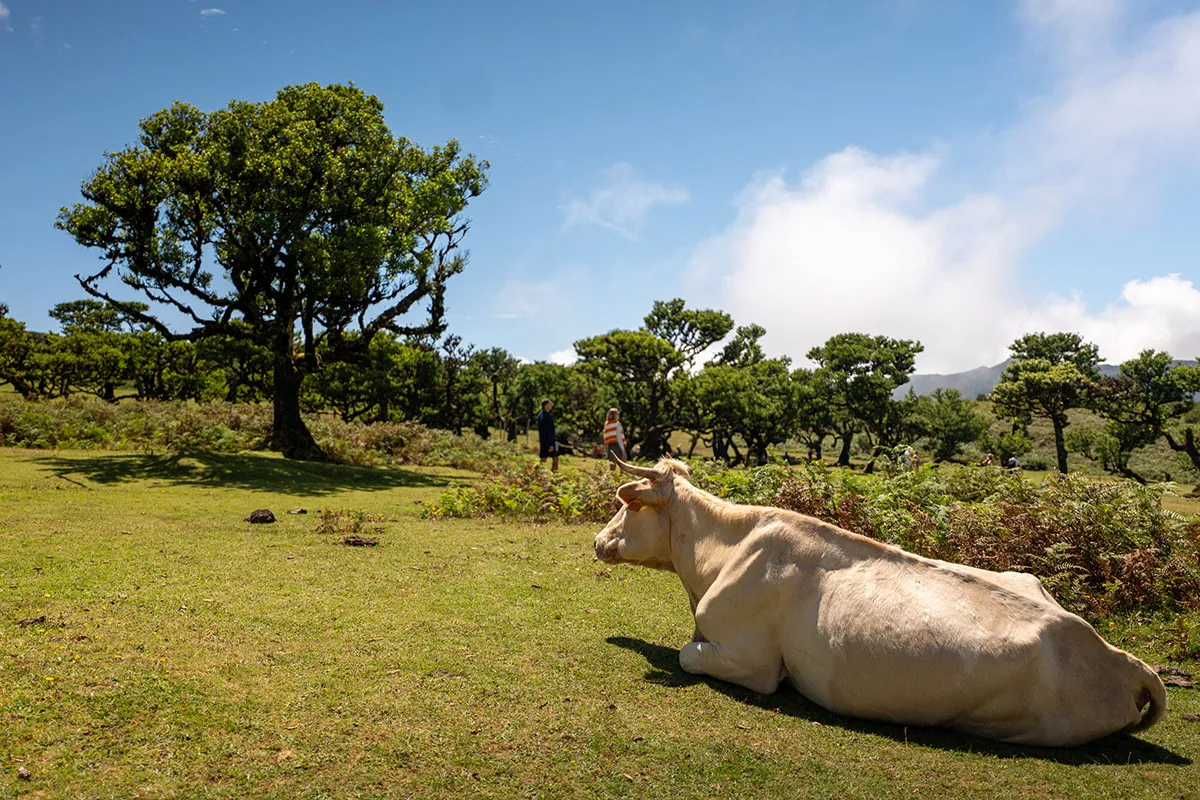 Registro da viagem: As estrelas do lugar: vacas e contos de fadas