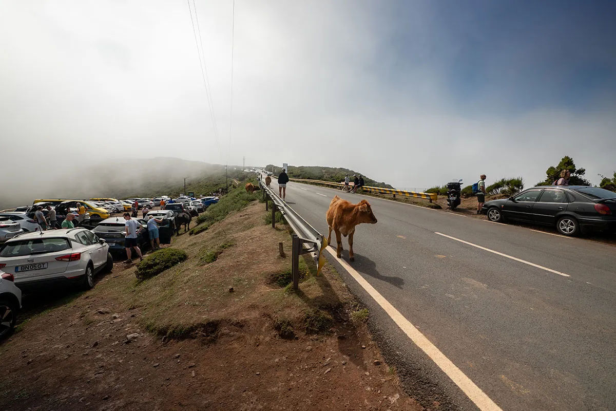 Registro da viagem: A subida até o Fanal: a viagem já é parte da experiência