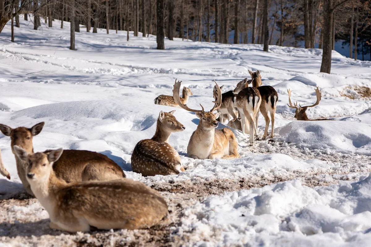 Cervos descansando na neve.