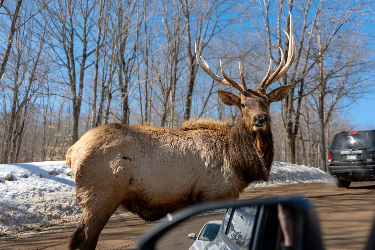 Parc Omega no Inverno: Vale a Pena o Investimento? Nossa Experiência Real a -20°C