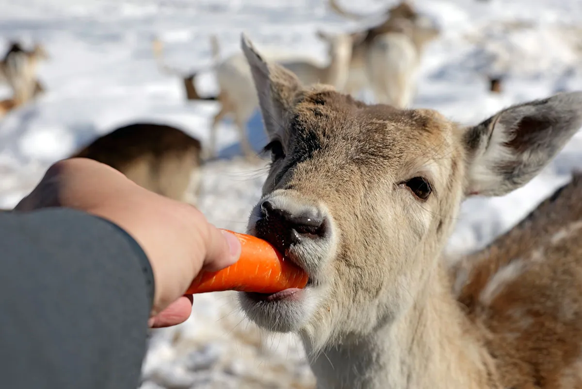 Cervo comendo cenoura na neve.