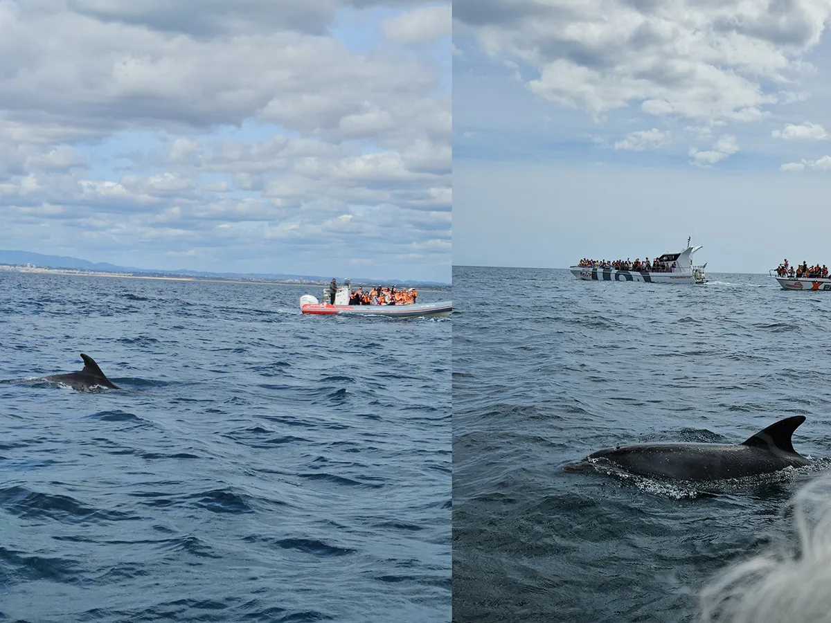 Golfinhos nadando perto de barcos.