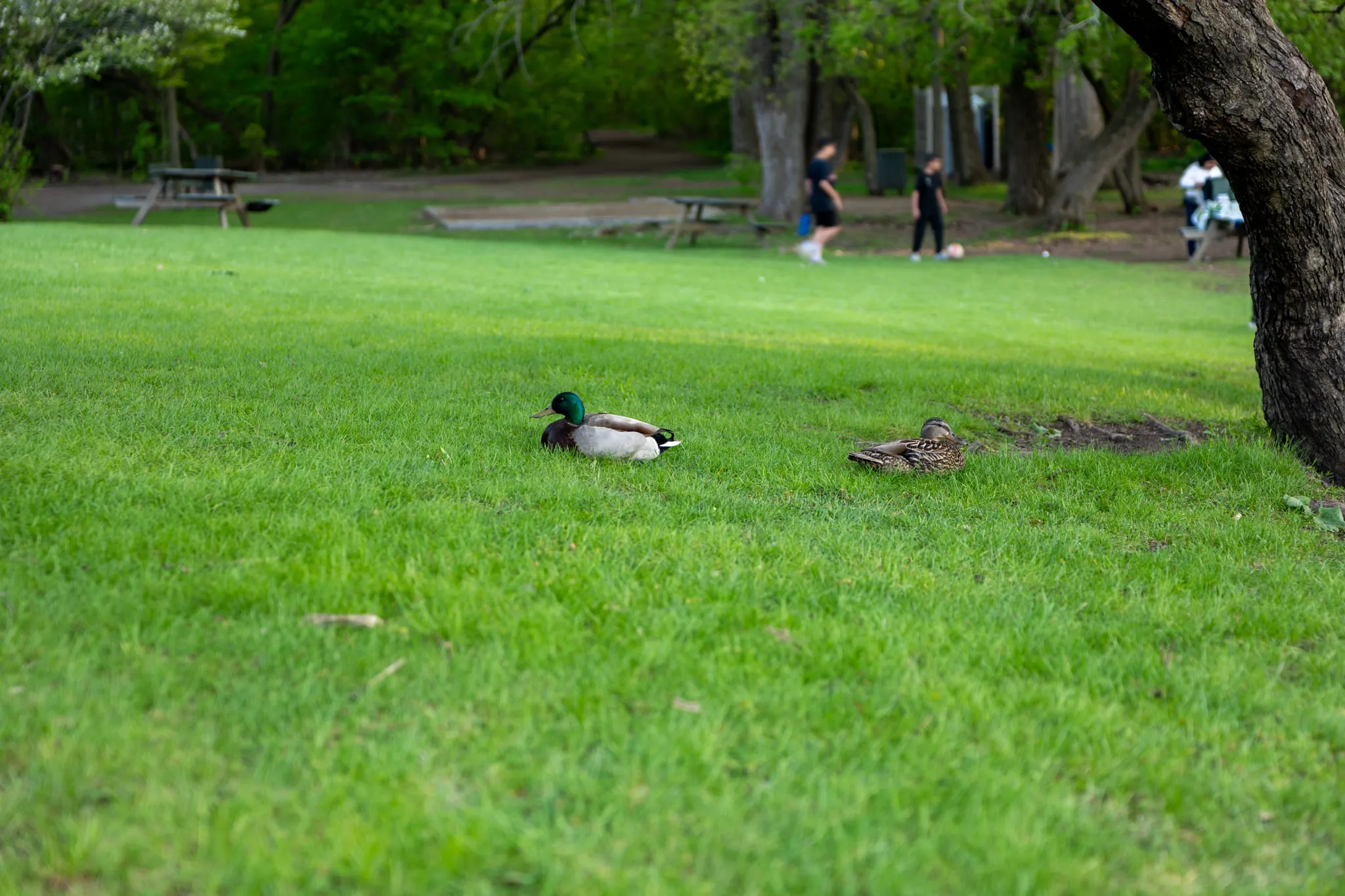 Parc de la Visitation