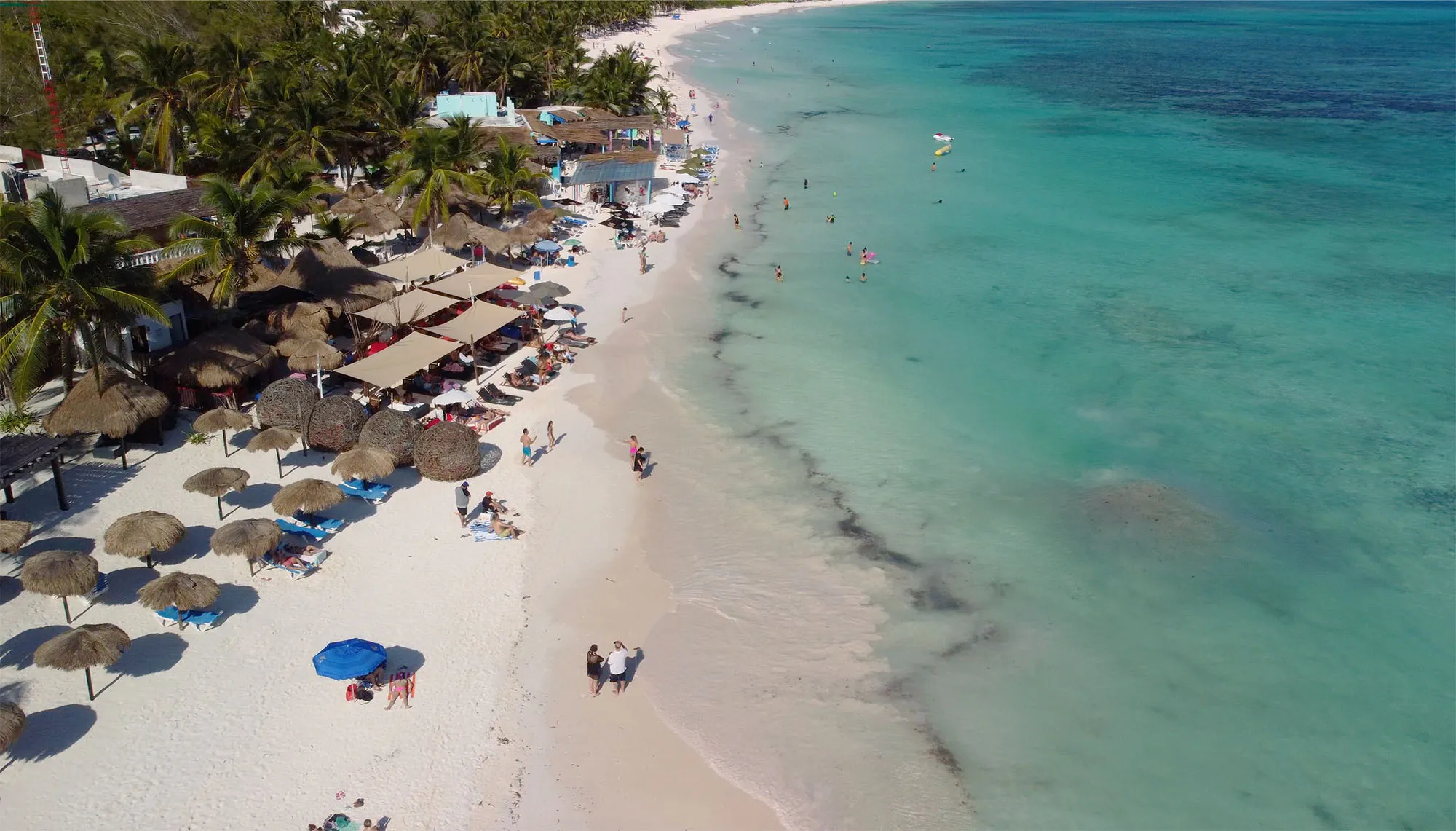 Acúmulo de sargaço alga marrom na beira do mar em praia da Riviera Maya